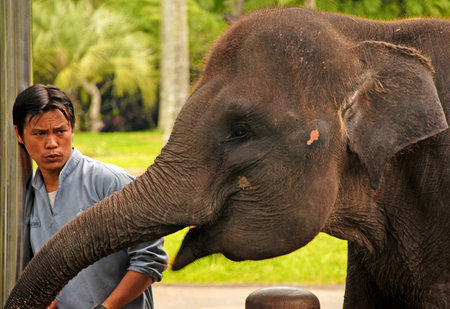 UBUD, BALI, INDONESIA - JANUARY 2,2011: Mahout and elephant at The Elephant Safari Park in Ubud, Bali, Indonesia. Elephant Safari Park is set in more than 2 hectares of exotic eco tourism landscaped botanical gardens, surrounded by national forest.のeditorial素材