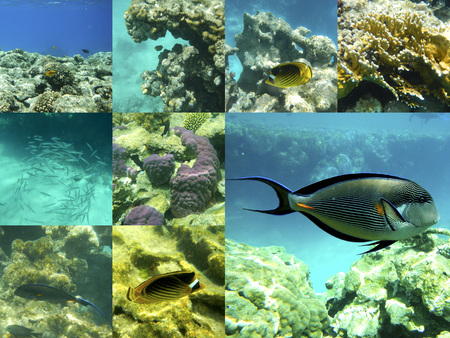 Coral and tropical fish in the Red Sea, Egypt, Africa. Collage.の写真素材