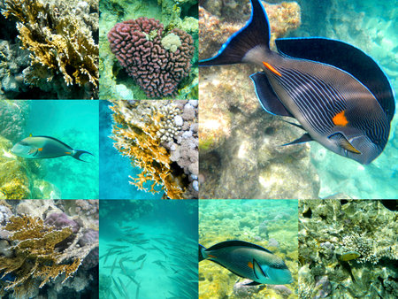 Coral and tropical fish in the Red Sea, Egypt, Africa. Collage.