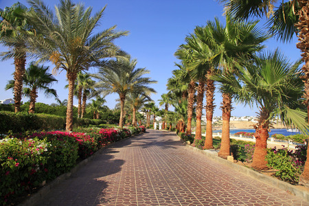 Palm trees and footway in tropical garden on Red sea coast, Sharm el Sheikh, Egyptの写真素材