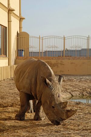An African rhino (Rhinoceros) in a zoo, vertical imageのeditorial素材