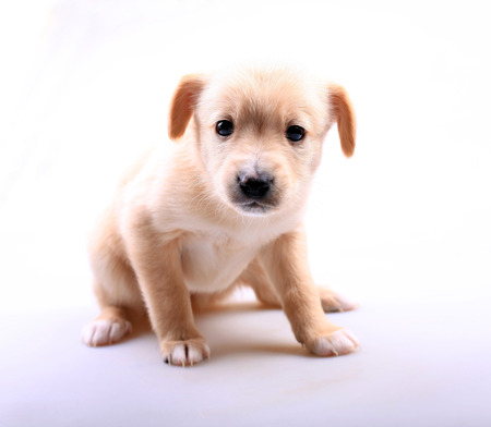 portrait of cute labrador puppyの写真素材