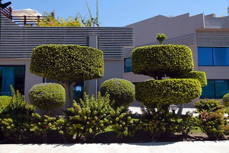 Beautiful bonsai trees and manicured bushes in the gardenの写真素材