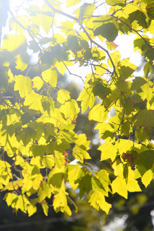 green maple foliage in sunlight in early autumn forest, selective focus
