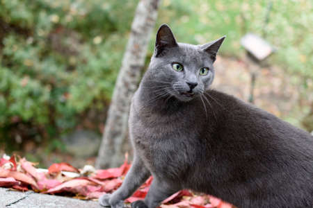 A Russian Blue cat on a roof near a rain gutter filled with colorful leaves looking into a window.の写真素材