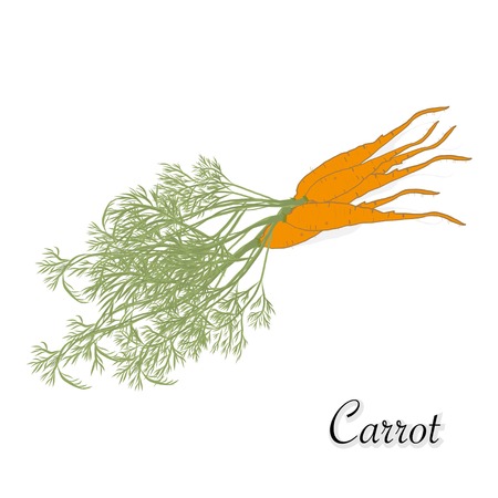 Fresh Carrot isolated on white. Healthy Organic food.のイラスト素材