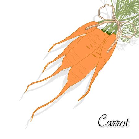 Fresh Carrot isolated on white. Healthy Vegetable food.のイラスト素材