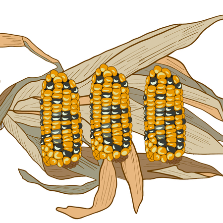 Vegetable Corn isolated on white. Vector Illustration.のイラスト素材