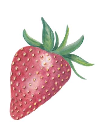 Strawberry Isolated on white. Watercolor Illustration.の写真素材