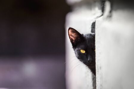A young black cat with yellow eyes peeking out of the wallの写真素材