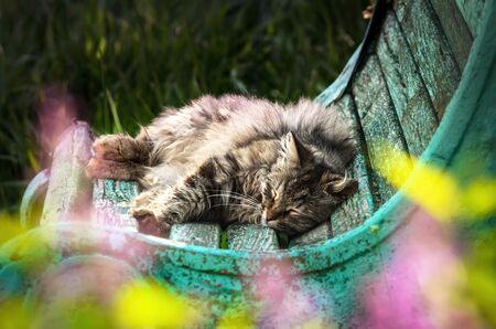 The cat lies on a shabby bench and sleeps very nicely near the colored flowers and greensの写真素材