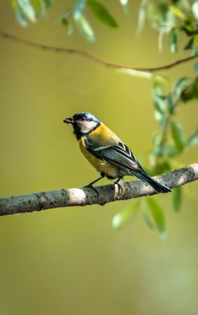 Bluebird sitting on a branch on the background of water and the riverの写真素材