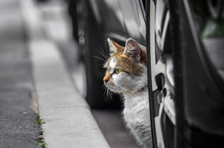 Street cat under the car looks out into the street in search of something