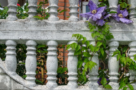 Old stone fence with purple flower in garden