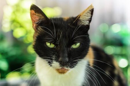 Domestic cat in the backyard with green eyesの写真素材