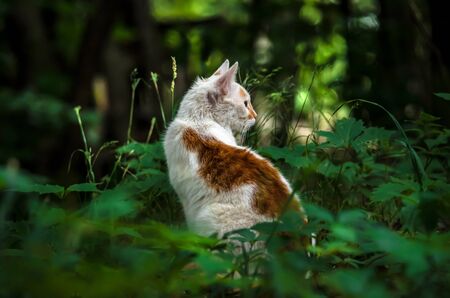 Two-colored cat in a green garden is turned back and washedの写真素材