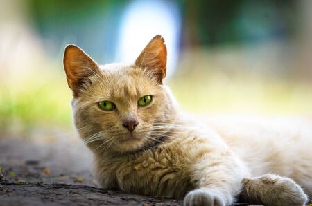Majestic ginger cat on the street is relaxing on the groundの写真素材