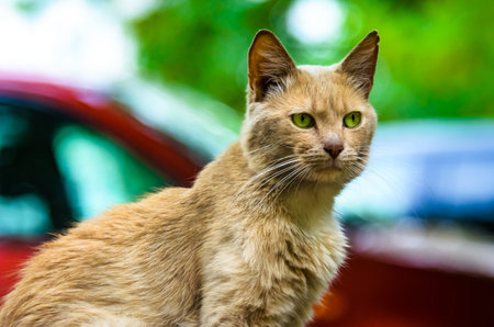 Majestic ginger cat on the street against the background of a red car