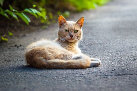Red cat lying on the pavement in the middle of the roadの写真素材