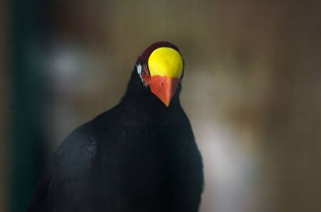 Bird on the background very close portraitの写真素材