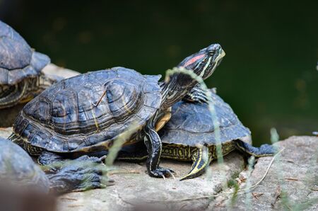 Turtle put his paw on another turtle funnyの写真素材