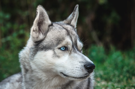 Portrait of a Malamute dog with blue eyes on a green background