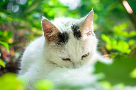 Portrait of a washed white cat in the grass