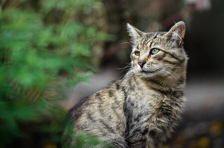 Graceful gray cat on the pavement in profileの写真素材
