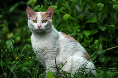 Portrait of a beautiful white cat in the grassの写真素材