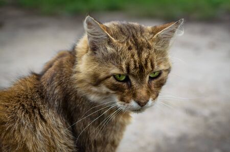 Portrait of a ginger cat staring downの写真素材