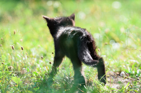 Cute little kitten is walking in the grass in summer