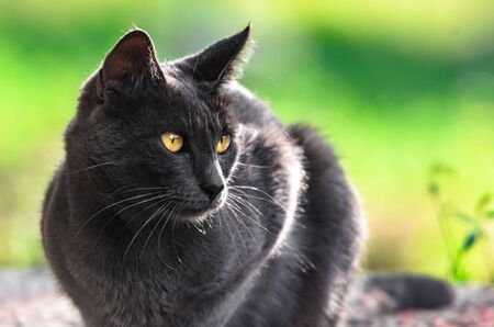 Portrait of a gray cat on a stoneの写真素材
