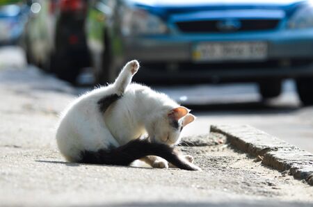 Street white cat in the middle of the roadの写真素材