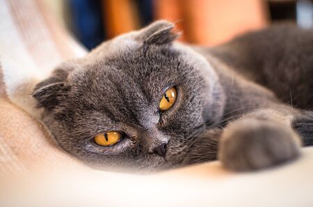 Scottish fold basking in bedの写真素材
