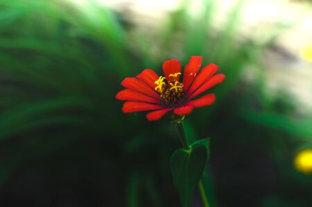Red flower on a dark green background close-upの写真素材