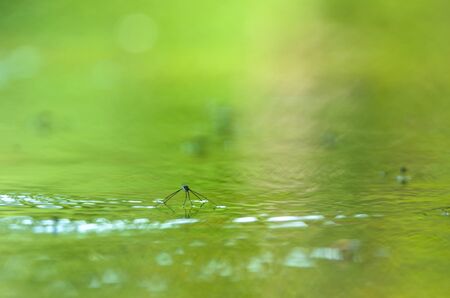 Water strider close upの写真素材