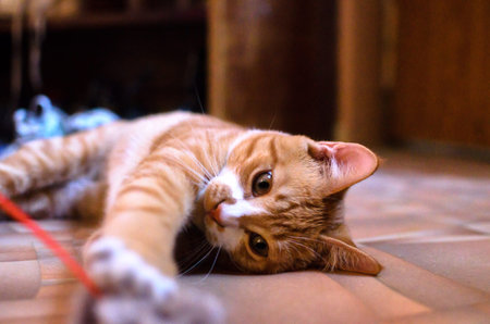Domestic red kitten on a wooden floor is played with a toyの写真素材
