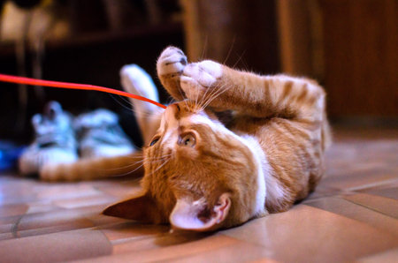 Domestic red kitten on a wooden floor is played with a toy