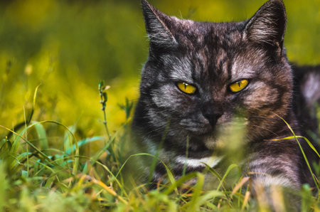 Beautiful brutal gray-black cat in yellow field thickets crouched to the ground