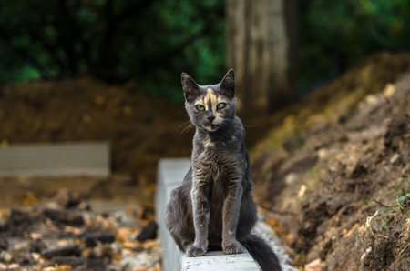 A stray cat is standing on the curb