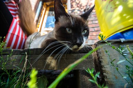 Country cat looking down while sitting on a piece of woodの写真素材