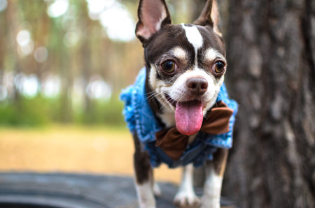 Portrait of a fashionable chihuahua