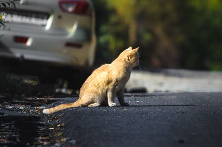 Red cat on a dark background is on the roadの写真素材