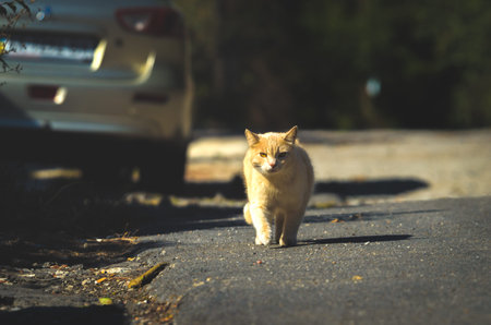 Red cat on a dark background is on the road