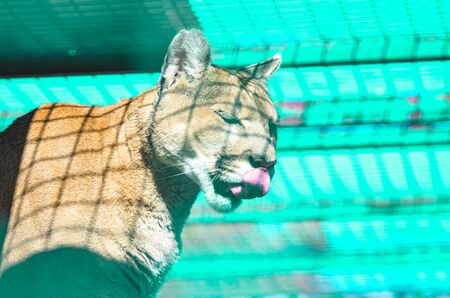 Puma portrait in neon lightの写真素材