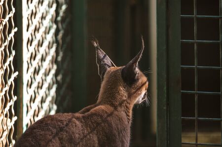 Caracal in the back in dark colors, caracal neckの写真素材