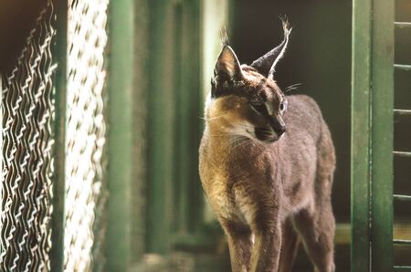 Caracal in a nursery in a beautiful cocoa lightの写真素材