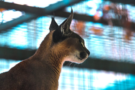 Contented Caracal in profile on a beautiful aqua background
