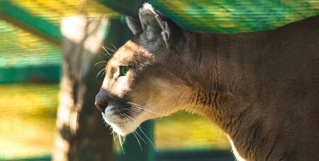Cougar in a profile for a banner with a beautiful backgroundの写真素材