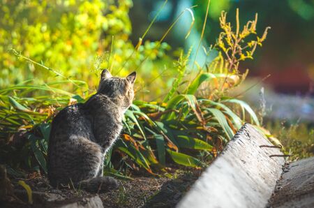 Cat in a bright flowerbed of flowersの写真素材